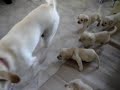 Labrador puppies persecuting their mother Labrador puppies persecuting their mother