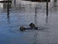Audial Otters Audial Otters