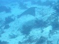 Eagle Ray 2 - Cozumel