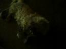 My dog is crazy. My dog is crazy.