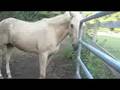 Crazy Horses Bucking!!