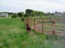Caz runs around roundpen - 2