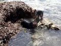 mis perritas kira y triniti en IBIZA mis perritas kira y triniti en IBIZA