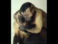 Turns out we DID come from monkeys