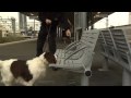 Click here to watch this video Rescued dog joins elite terror unit
