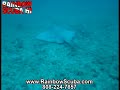 Scuba diving in Hawaii - StingRay