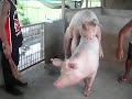 Natural Insemination in Action