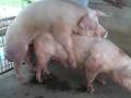 Natural Insemination in Action