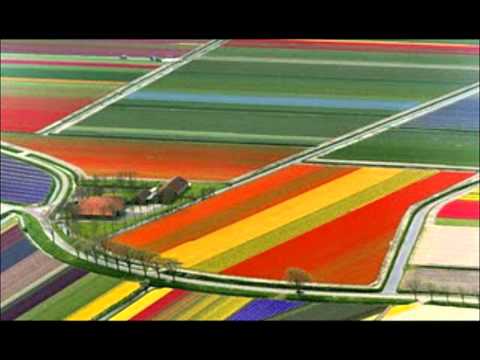 Campos de tulipas na Holanda