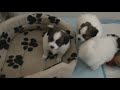 Pups bijna 5 weken ! Pups bijna 5 weken !