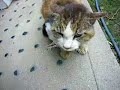 毎日やってくる野良猫はアトムがそばにいっても逃げません。猫のほうが強いようです。