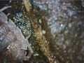 My isopod farm and observations