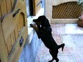 Lhassa ma petite Rottweiler