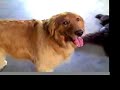 Melvyn the Golden Retriever Melvyn the Golden Retriever