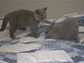 Catch & Play - British Shorthair Kitten 8 weeks Catch & Play - British Shorthair Kitten 8 weeks