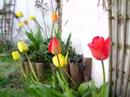 tulip 2008 (2) tulip 2008 (2)