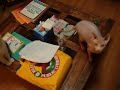 Calico and Sphynx Cats Scared by? U Guess...