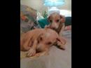 Mis queridos chiquitines Angel y Carol ( Espa�ol)
