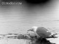 videos de Bird Bath, a gull in ultraSlo motion