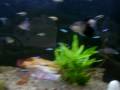 muitos discus,red malboro,super malboro,golden canário,pigeon blood,withe pigeon,panda,fantasma,blue withe spoted,blue turqueza,blue diamond,red diamond,withe diamond,heckel cross blue face,red new igor,red coral e blue snack skin ufaaaaaaaaaa! 