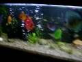 meu-aquario-de-discu