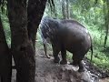 Elephant Nature Park