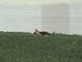 schenskakennels