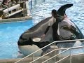 SEA WORLD SHAMU SHOW ORLANDO 2006 part 1