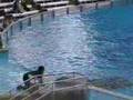 SEA WORLD SHAMU SHOW ORLANDO 2006 part 1