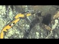CAT 336D is so small.
