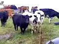 shocked cow