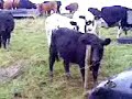 shocked cow shocked cow