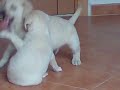 Dori y su hermano nemo peleando
