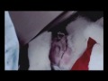 The Santa Cause