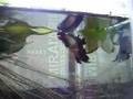 ベタの繁殖 Betta breeding