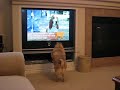 More Pug Attacks TV More Pug Attacks TV