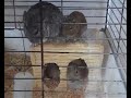Degu, chinchilla and prairie dog together.