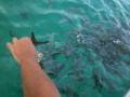 videos de Matando os peixinhos de fome - deco e Tiago
