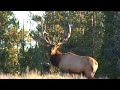 Bull elk bugling