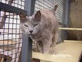 La Marcia degli Animali - Edizione Gatti La Marcia degli Animali - Edizione Gatti