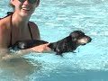 odie goes swimming