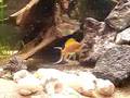 New added Tanganyika-fishes 2