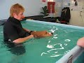 Four Paws Aqua Dog Hydrotherapy Pool - BAXTER Four Paws Aqua Dog Hydrotherapy Pool - BAXTER