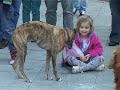 Városi kutyatartás Városi kutyatartás