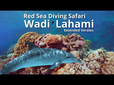 Egypt's Hidden Gem! The Amazing Deep South from Wadi Lahami, Red Sea Diving Safari,