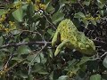 Chameleon on the move!
