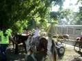 Hardy Festival pony ride