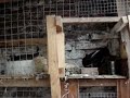 PALOMAS BUCHONAS: PIQUE HACIENDO NIDO