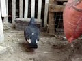 PALOMAS BUCHONAS: PIQUE HACIENDO NIDO