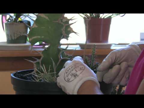 how to replant broken cactus